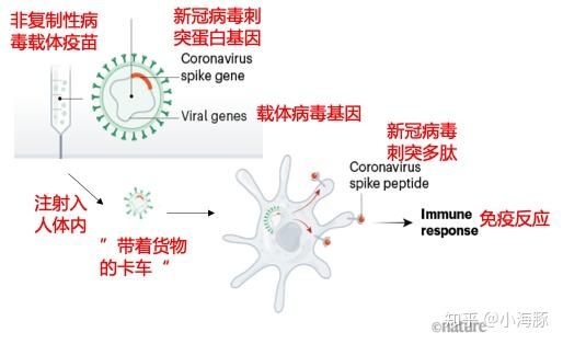 最新全球新冠疫苗消息概览